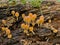 Mica cap mushrooms on a dead tree trunk