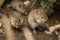 Mice eating among rocks seen through branches