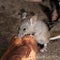 Mice feeding on discarded cake in an urban house garden.