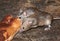 Mice feeding on discarded cake in an urban house garden.