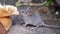 Mice feeding from discarded food.