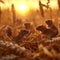 Mice in the harvested field in summer evening with setting sun.