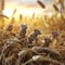 Mice in the harvested field in summer evening with setting sun.