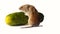 Mice severely damage vegetables in vegetable storages