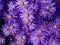 Michaelmas Daisies aka New York Aster. Purple flower, closeup. Aster amellus.