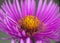 Michaelmas daisies autumn flowers macro