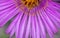 Michaelmas daisies autumn flowers macro