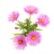 Michaelmas Daisy