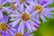 Michaelmas daisy