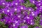 Michaelmas daisy flowers. Symphyotrichum novi-belgii also known as New York aster