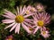 Michaelmas Daisy New York Aster