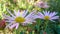 Michaelmas Daisy, New York Aster flowers