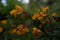 Michay flower in the Patagonian Andean forest