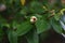 Michelia figo Banana bush flowers