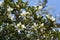 Michelia yunnanensis \\\'Scented Pearl\\\' flowers.