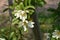 Michelia yunnanensis \\\'Scented Pearl\\\' flowers.