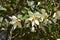 Michelia yunnanensis \\\'Scented Pearl\\\' flowers.