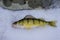 Michigan Freshwater Yellow Perch