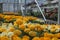 Michigan greenhouse Marigolds for seasonal summer planting. Flats and racks of fresh spring flowers with copyspace.
