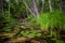 Michigan Northern Forest Wetlands Landscape