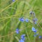 Michigan wild flowers