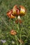 Michigan Wild Lily (Lilium Michiganense)