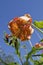 Michigan Wild Lily (Lilium Michiganense)