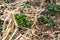 Michigan Wild Yellow Marsh Marigold