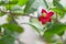 Mickey mouse flowers start to bloom, red petals. Green beads on the background Out of focus.