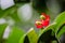 Mickey mouse plant red flower with its green seeds in a spring season at a botanical garden.