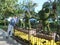 Mickey Mouse topiary with a man trying to tweak his nose.