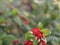 Micky mouse red flower, Scientific name Ochna kirkii Oliv. On blurred of nature background