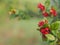 Micky mouse red flower, Scientific name Ochna kirkii Oliv. On blurred of nature background