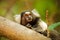 Mico Estrela - Callithrix penicillata Monkey
