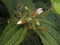 Miconia crenata commonly called soapbush, clidemia or Koster's curse, is a perennial shrub