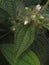 Miconia crenata commonly called soapbush, clidemia or Koster's curse, is a perennial shrub
