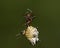 Micrathena gracilis, Spiny Orbweaver spider, hanging on her web strings