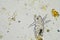 micro arthropods,soil microbes organisms in a soil and compost sample, fungus and fungi and under the microscope in regenerative