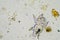 micro arthropods,soil microbes organisms in a soil and compost sample, fungus and fungi and under the microscope in regenerative