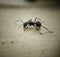 Micro black ant on floor