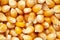 Micro Close-Up of organic yellow corn seed or maize Zea mays Full-Frame Background.