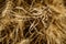 Micro closeup shot of indian wheat which is isolated on field before cleanness