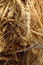 Micro closeup shot of indian wheat which is isolated on field before cleanness