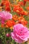 Micro field of flowers, pink flowers, red flowers, Fields of Flowers, Carlsbad, CA