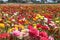 Micro field of flowers, pink flowers, red flowers, Fields of Flowers, Carlsbad, CA