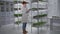 micro green business, adorable female small business owner inspects container plant on shelves in modern greenhouse