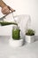 Micro-green cocktail on concrete podiums.