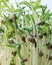 Micro green farming at home closeup image growing plant with seed