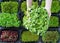 Micro green food background. Female hands with microgreen sprouts.