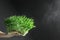 Micro green seedlings. green shoots watering spraying microgreens vegetables seedlings, enjoy gardening hobby. Housekeeping